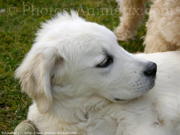 Photo de Golden retriever