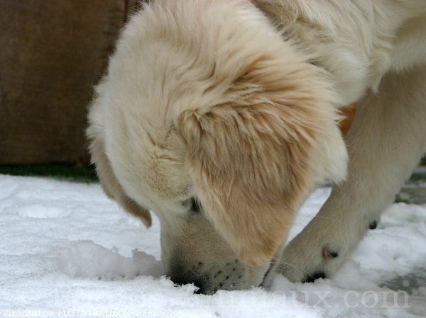 Photo de Golden retriever