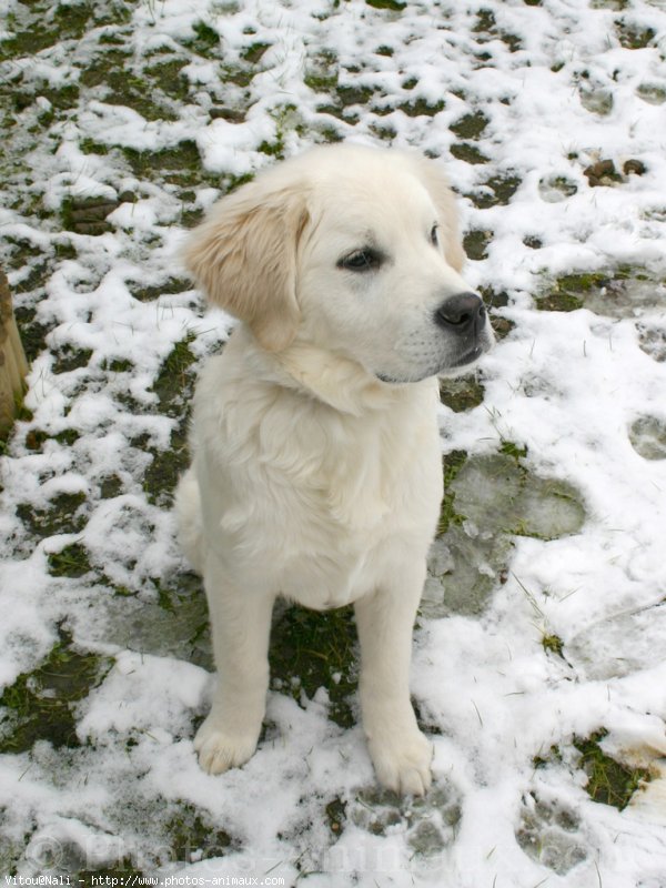 Photo de Golden retriever