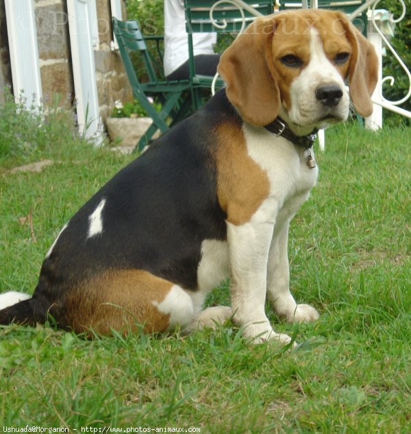 Photo de Beagle