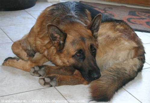 Photo de Berger allemand  poil court