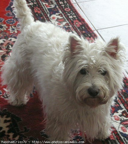 Photo de West highland white terrier