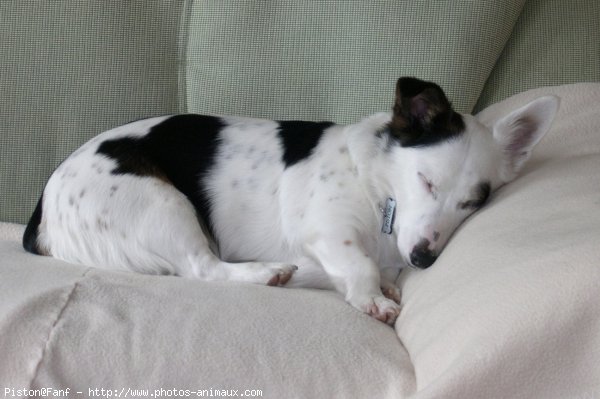 Photo de Jack russell terrier