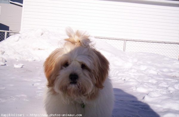 Photo de Lhassa apso