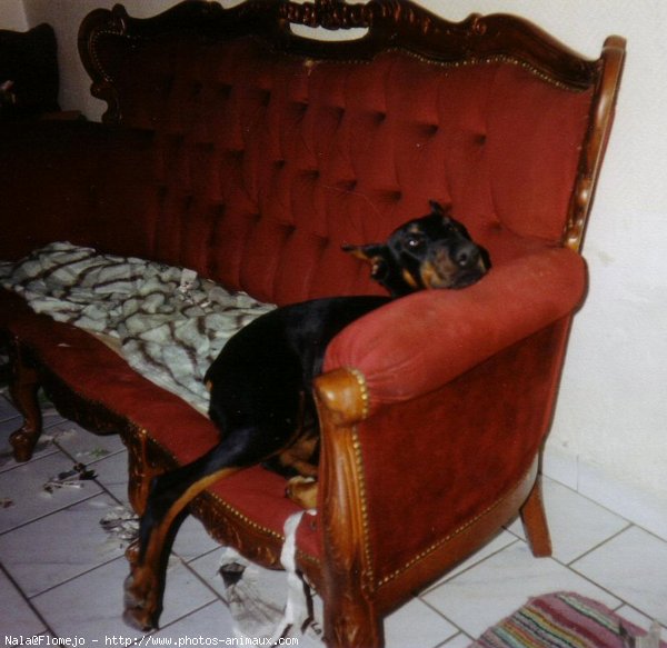 Photo de Dobermann