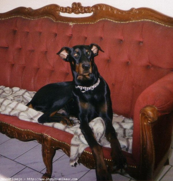 Photo de Dobermann