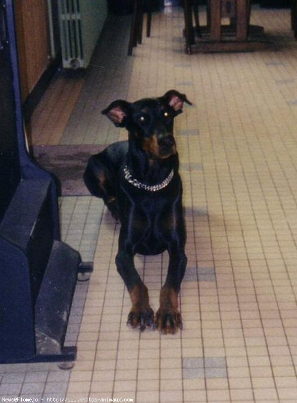 Photo de Dobermann