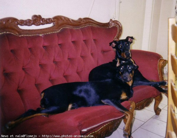 Photo de Dobermann