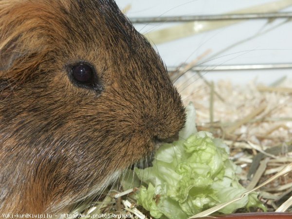 Photo de Cochon d'inde