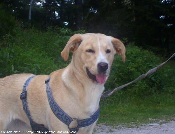 Photo de Labrador retriever