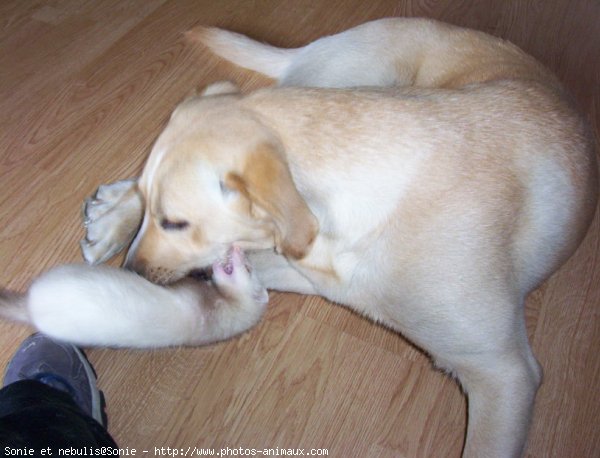 Photo de Labrador retriever