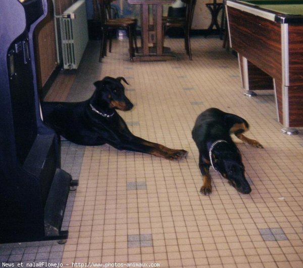 Photo de Dobermann