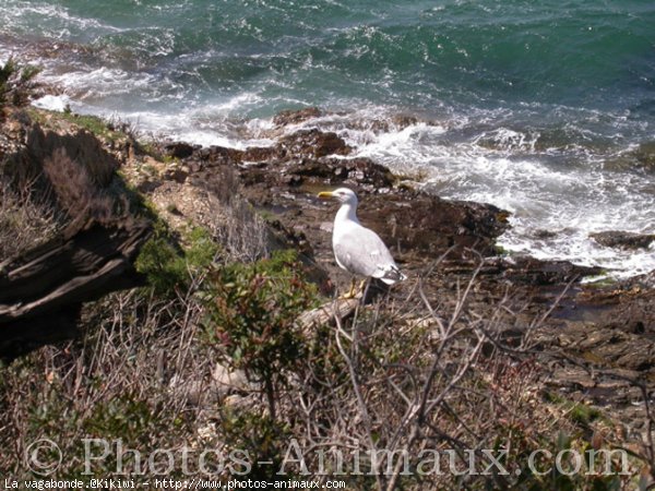 Photo de Mouette