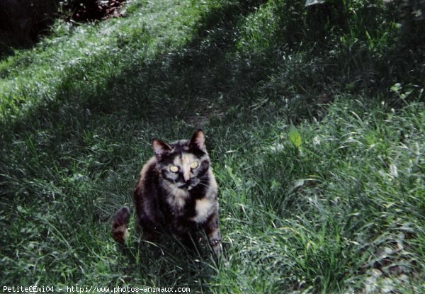 Photo de Chat domestique