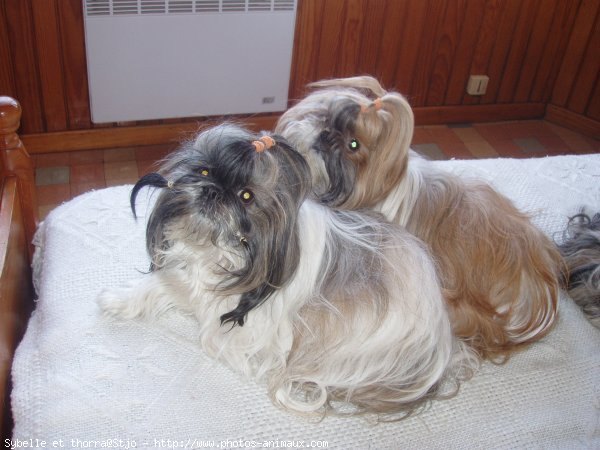 Photo de Shih tzu