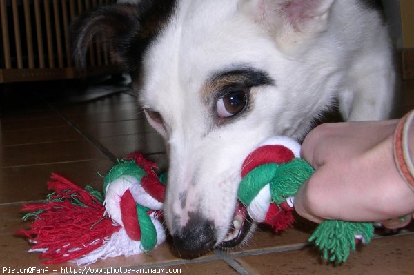 Photo de Jack russell terrier