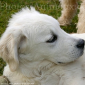 Photo de Golden retriever