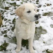 Photo de Golden retriever