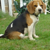 Photo de Beagle