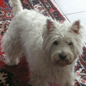 Photo de West highland white terrier