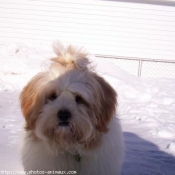 Photo de Lhassa apso