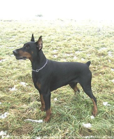 Photo de Dobermann