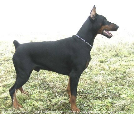 Photo de Dobermann