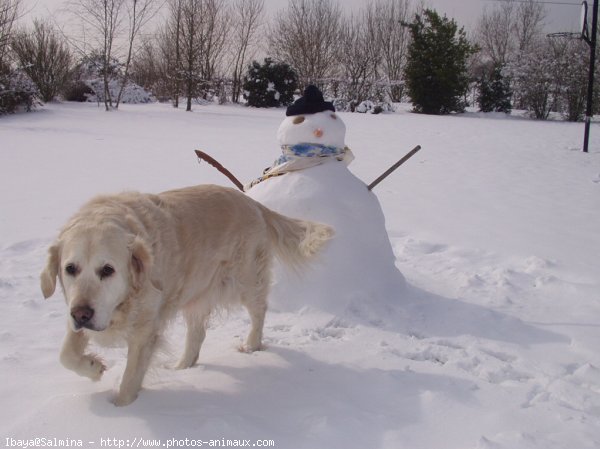 Photo de Golden retriever