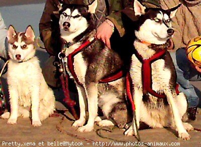 Photo de Husky siberien