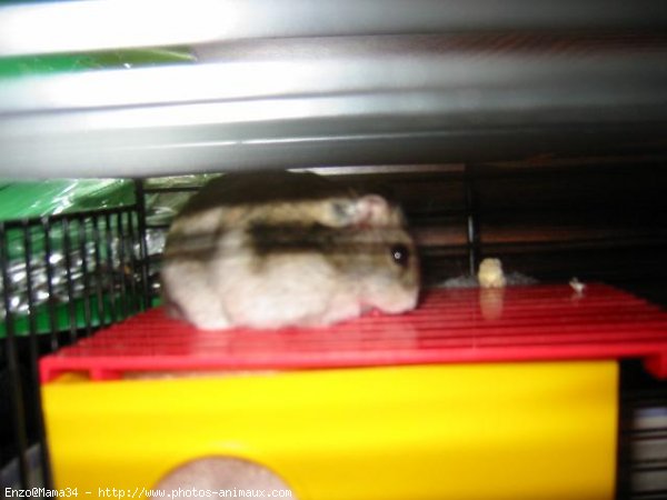 Photo de Hamster