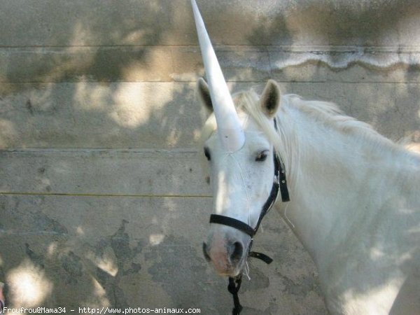 Photo de Camargue