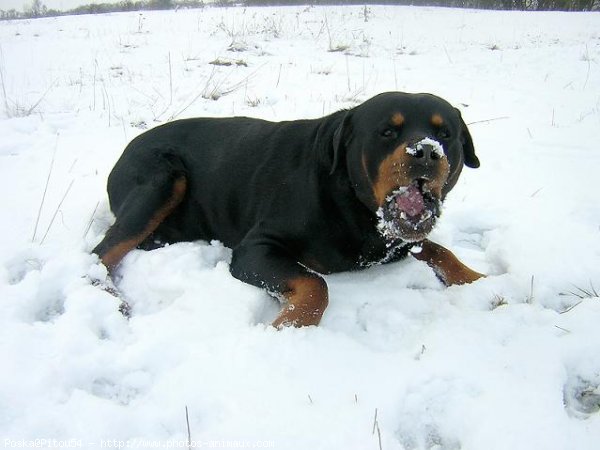 Photo de Rottweiler