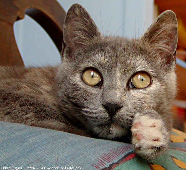 Photo de Chat domestique