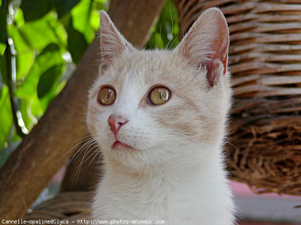 Photo de Chat domestique