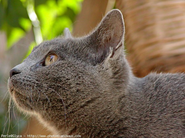 Photo de Chat domestique