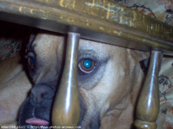 Photo de Boxer