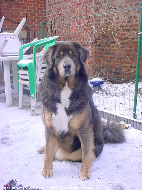 Photo de Dogue du tibet