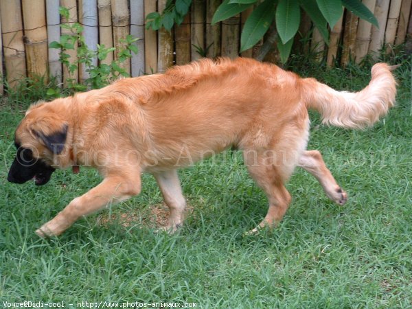 Photo de Berger belge malinois