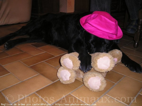 Photo de Labrador retriever