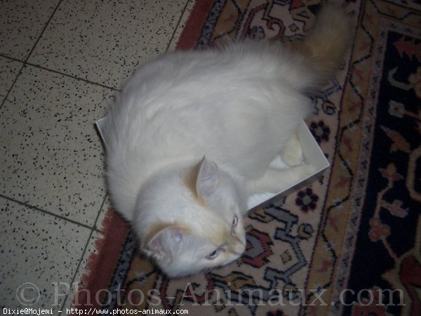 Photo de Ragdoll