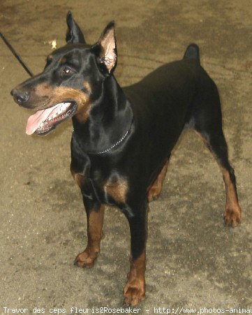 Photo de Dobermann