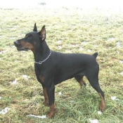 Photo de Dobermann