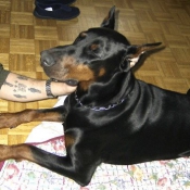 Photo de Dobermann