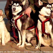 Photo de Husky siberien