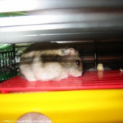 Photo de Hamster