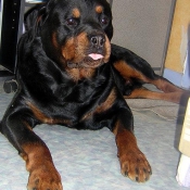 Photo de Rottweiler