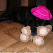 Photo de Labrador retriever