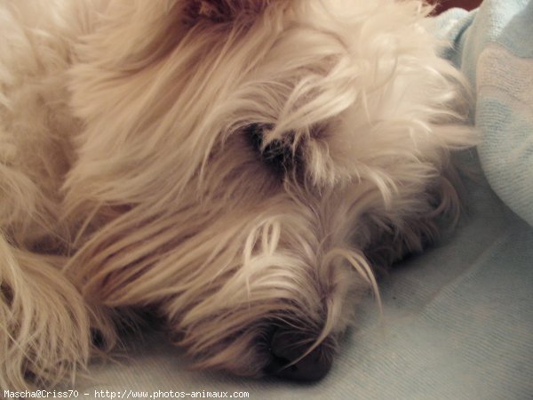 Photo de West highland white terrier