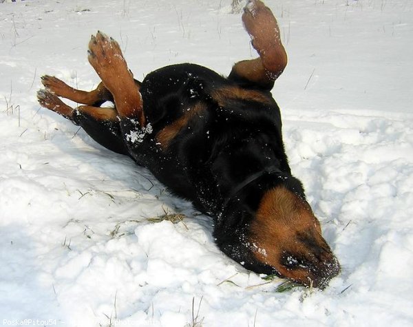 Photo de Rottweiler