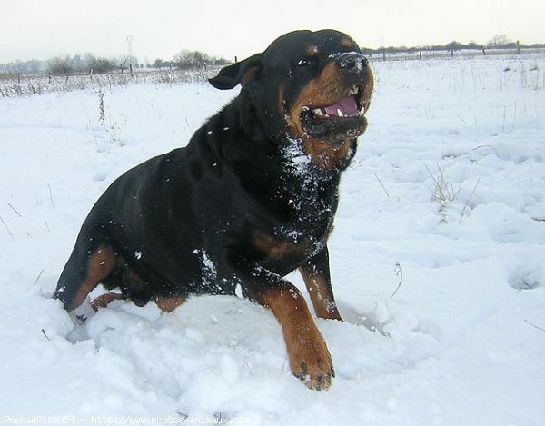 Photo de Rottweiler